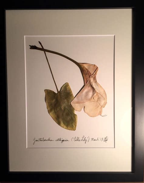 Original Handcrafted Pressed Botanical Artwork Of Calla Lily Etsy