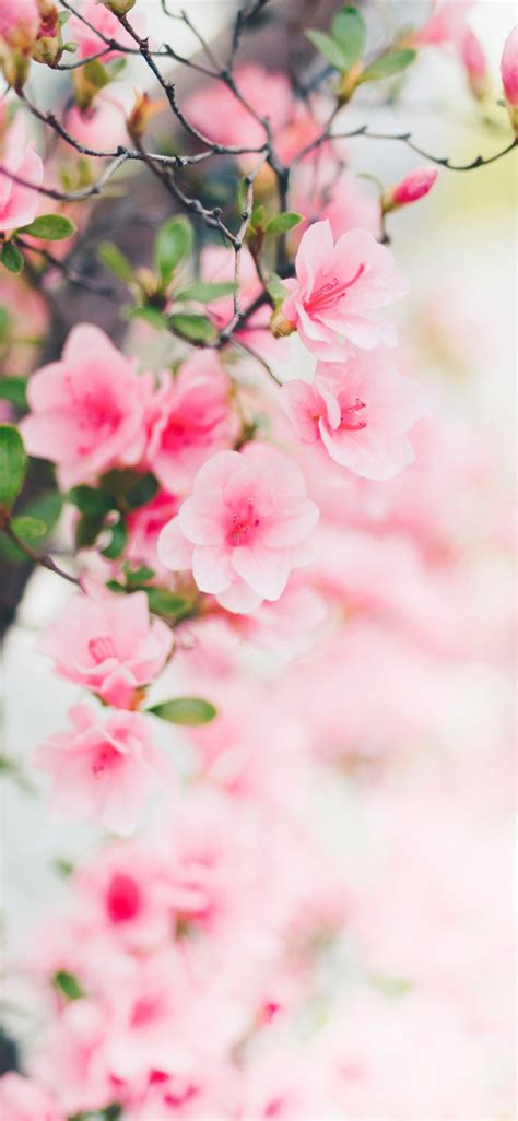 Pink Flowers Iphone X Wallpapers Free Download