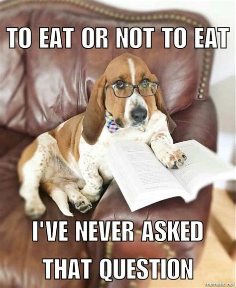 50 Funniest Beagle Meme