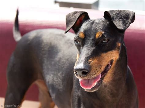 Manchester Terrier Cuidados Comportamiento Y Características