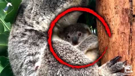 Why This Koalas Birth Is So Important Youtube
