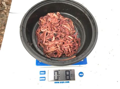 Make Your Own Worm Castings With Composting Worms — 12 Pound Red