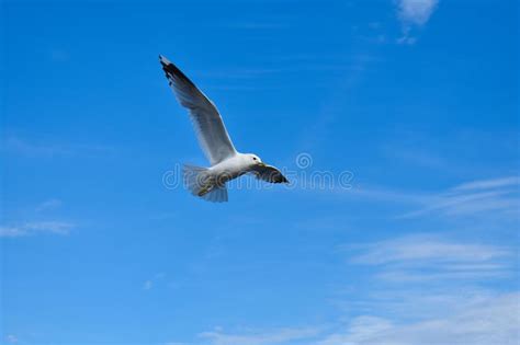Common Gull Flying Under A Blue Sky Stock Image Image Of Gull