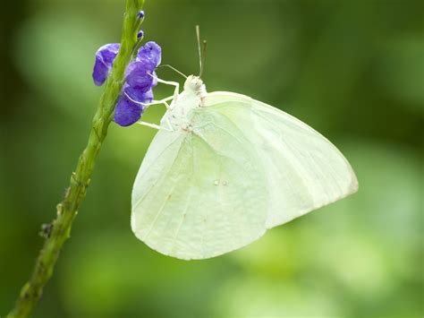 We did not find results for: Funny Image Collection: Images for White butterfly wallpaper!