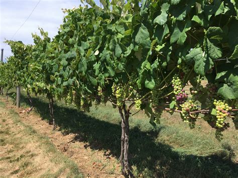 Pruning And Training Grapes In The Home Vineyard Fact Sheet Extension