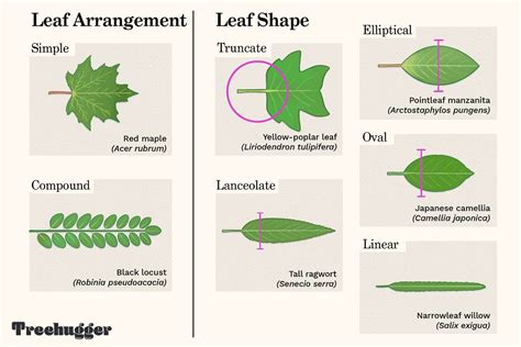 Identify A Tree By Leaf Shape Margin And Venation