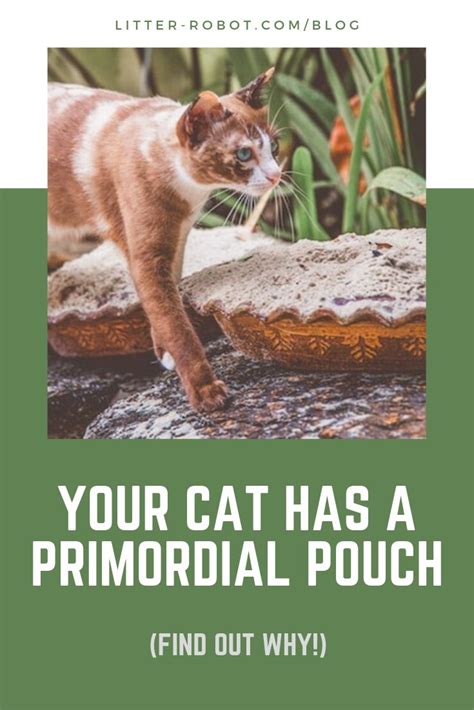 What is the primordial pouch in cats? Your Cat Has a Primordial Pouch (With images) | Primordial ...