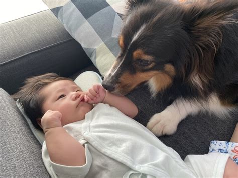 赤ちゃんに優しいワンコたち。犬は人間の赤ちゃんを「赤ちゃん」と認識しているのか？