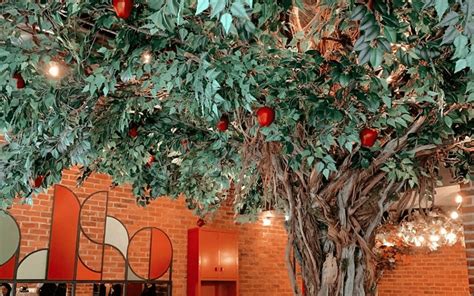 Apple Butter The Gorgeous Seven Dials Café With An Apple Tree Inside