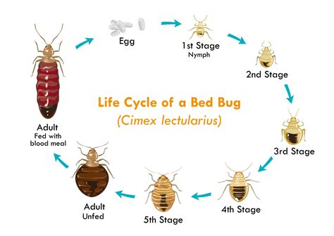 What Do Bed Bugs Look Like Heres What To Keep An Eye Out For Pillow