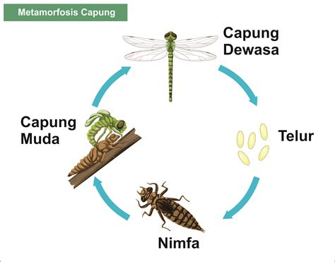 Mengenal Tahapan Proses Metamorfosis Belalang Kecoa J - vrogue.co