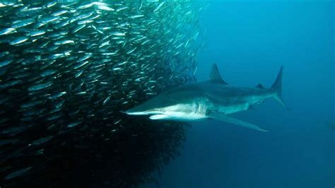 Protections For Threatened Migratory Sharks The Pew Charitable Trusts