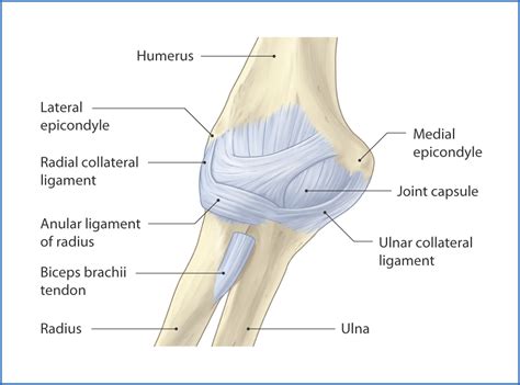 Elbow Anatomy Ligaments Elbow Anatomy Joints Anatomy