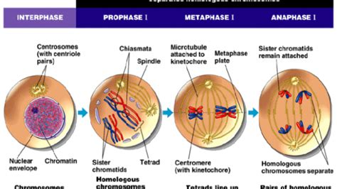 Pembelahan Sel Pembelahan Mitosis Dan Meiosis Proses Mitosis Dan IMAGESEE