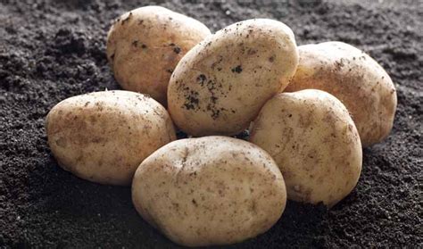 The cells of the root tubers of the potato plant contain starch grains (leucoplasts). Potato starch facility to open in Denmark