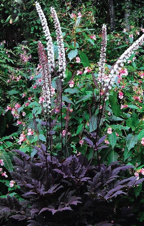 Plant database entry for bugbane (actaea simplex 'hillside black beauty') with 24 images and 23 data details. cimicifuga racemosa atropurpurea | Shade perennials ...