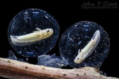 Barred Tiger Salamander Eggs Ambystoma Mavortium Mavortiu Flickr