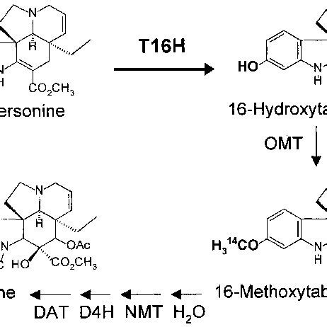 Pathway From Tabersonine To Vindoline The Reactions Of T16H And Of The