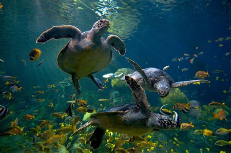 Who Loves Sea Turtles Seaworld San Diego Sea World Hawaiian Sea