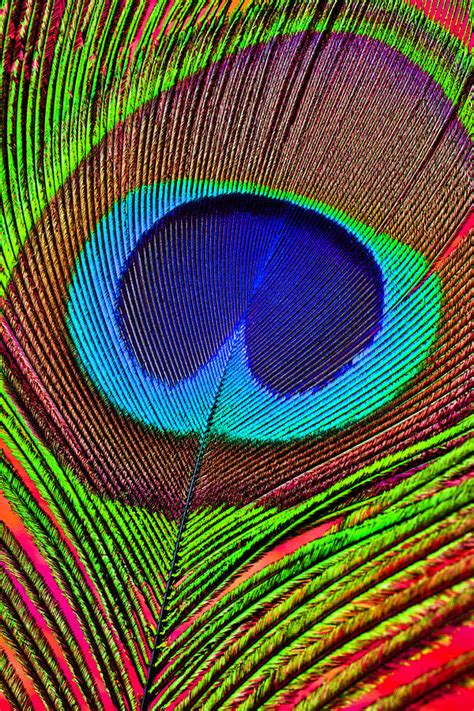 Peacock Feather Close Up Photograph By Garry Gay