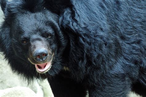Wildlife Charity Buys Bear Bile Farm For 5m In Biggest Rescue Ever