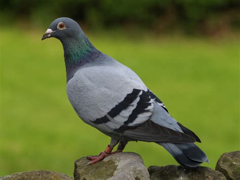 Pigeon Control Pest Guide How To Get Rid Of Pigeons