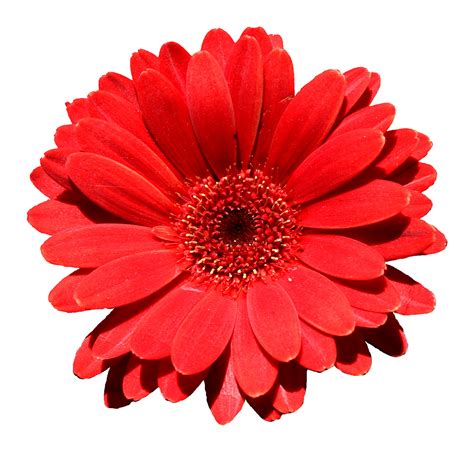 They are bright, desired, pleasantly smell. Red Flower - We Need Fun