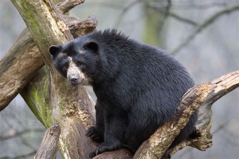 Spectacled Bear Facts Critterfacts