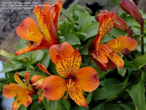 Plantfiles Pictures Alstroemeria Peruvian Lily Lily Of The Incas