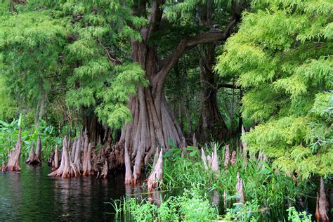 Florida Everglades Cypress Trees