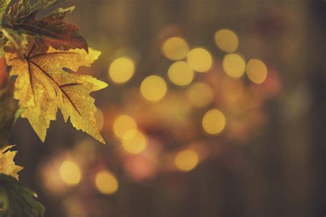 Fall Backgrounds Rustic Still Life With Leaves And Bokeh Galveston