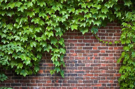 English Ivy Wall Climbing Plants Creeping Vines Ivy Plants