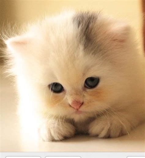 Top 100 Background Images Kitten Kitty Stunning