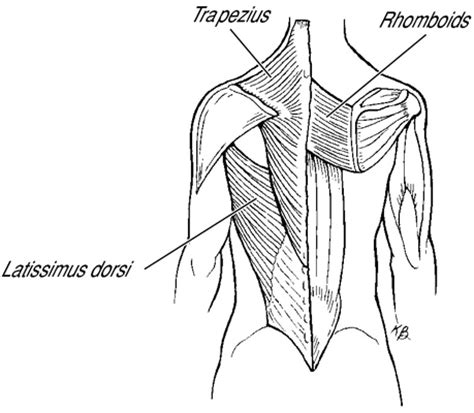 Since the all the back muscles originate in embryo (fetus) form by locations… muscles associated and involved in movements of the upper limb belong to the superficial group. How to Tone Your Upper Back and Arms - dummies