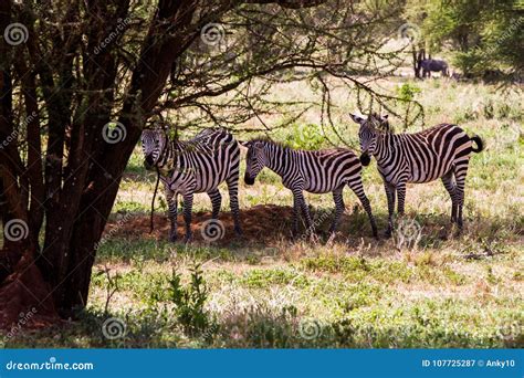 Zebra In Tarangire National Park Tanzania Stock Image Image Of