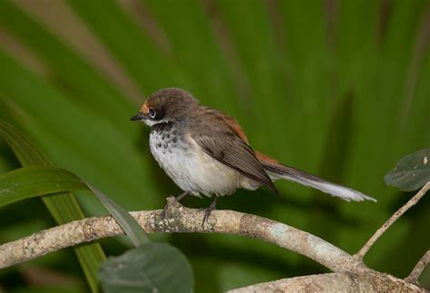 Arafura Fantail Bird Photo Call And Song Rhipidura Dryas