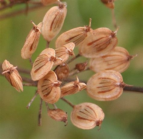 Борщевик — ядовитый сорняк, который вызывает химические ожоги при прикосновении к нему, а при попадании сока растения в глаза — слепоту. Борщевик — осторожно, можно обжечься! Борьба, уничтожение ...