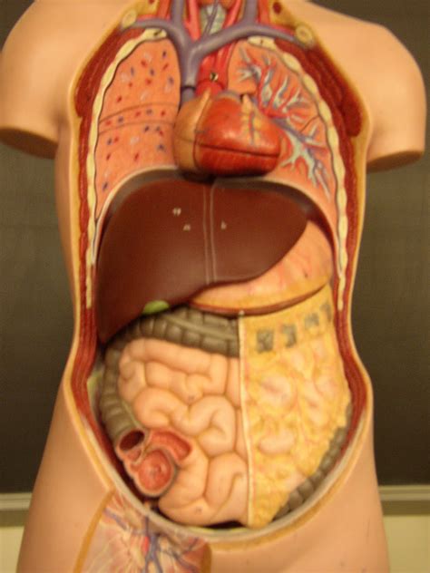 How to keep your liver healthy ~ A Common Man With Common Thoughts