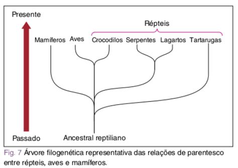 Diferença De Cladograma E Árvore Filogenética