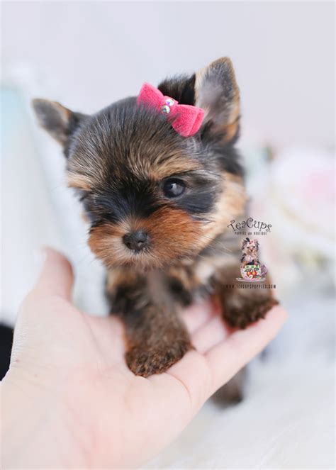 Shop our huge selection · shop best sellers · deals of the day Cute Teacup Yorkies For Sale | Teacup Puppies & Boutique