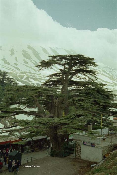 Cedars Of Lebanon Bcherri Grove