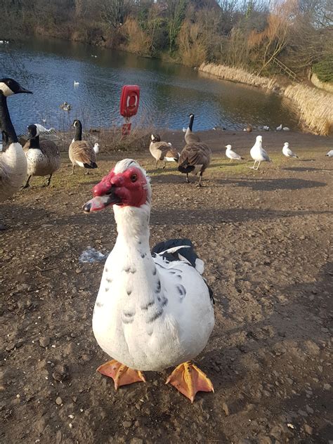 Whats This Turkey Goose Found In North East England Rwhatsthisbird