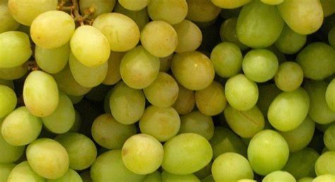 Facts About Grapes The Fact Site