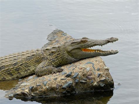 Nile Crocodile Crocodylus Niloticus Juvenile S25 Road We Flickr