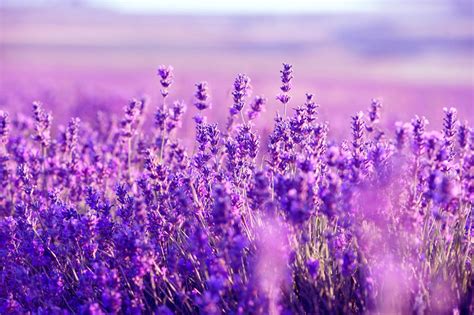 Ý Nghĩa Hoa Lavender Hoa Oải Hương Loài Hoa Tím Ngọt Ngào