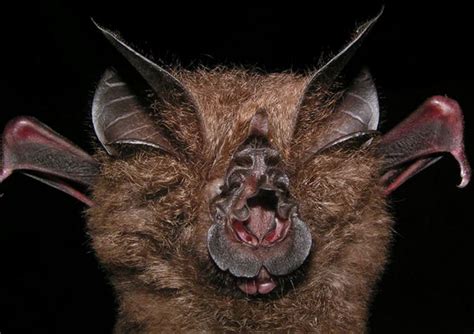 New Horseshoe Bat Species Discovered At Natural History Museum Market