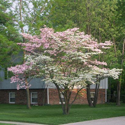 The wood of the flowering dogwood tree is exceptionally hard and has been used. Missouri Fact of the Day The Missouri state tree is the ...