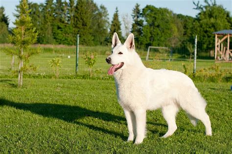 White Shepherd Dog Breed Everything About White German
