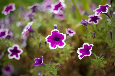 Check spelling or type a new query. Homemade All-Purpose Fertilizer Recipe for Flowering ...