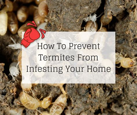 Blog How To Prevent Termites From Infesting Your Home